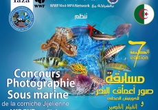 7eme édition du Concours de la photographie sous marine